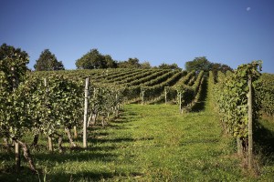 Domaine Montesquiou - petit manseng