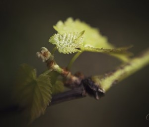 Vigne- Domaine Montesquiou - Monein