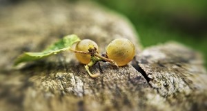 Grain de raisin- Domaine Montesquiou - Jurançon